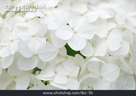 
                Blüte, Weiß, Hortensie                   