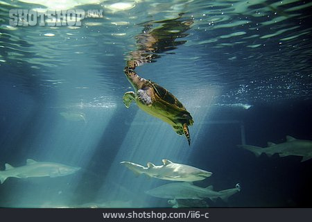 
                Schildkröte, Hai, Meeresschildkröte                   