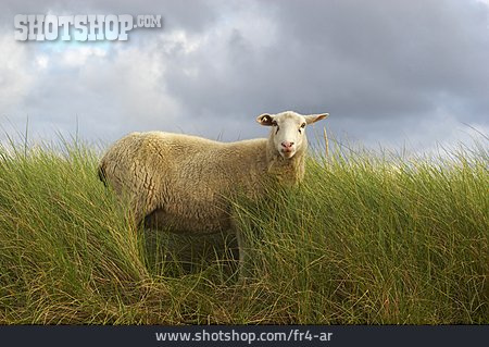 
                Schaf                   