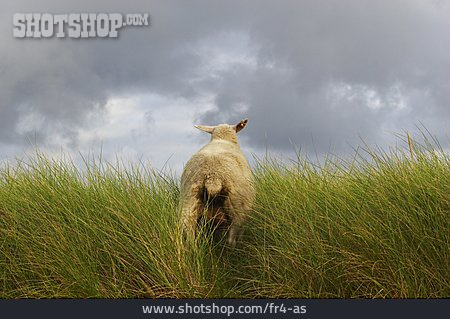 
                Schaf, Flüchten                   