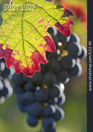 
                Weintraube, Herbstlich, Weinblatt                   