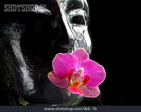 
                Gesicht, Orchidee, Orchideenblüte                   