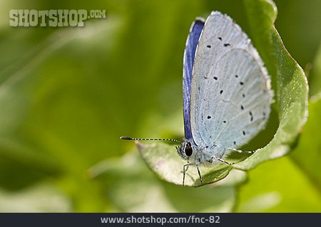 
                Butterfly                   