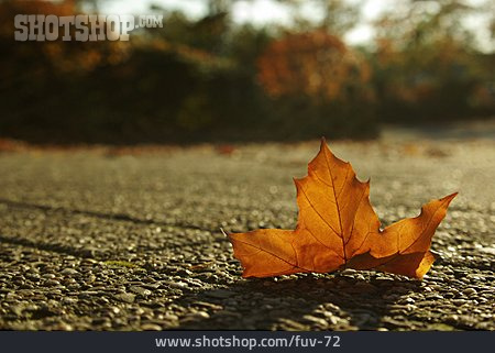 
                Herbst, Herbstlaub, Ahornblatt                   