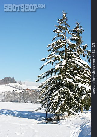 
                Winterlandschaft, Tanne, österreich                   