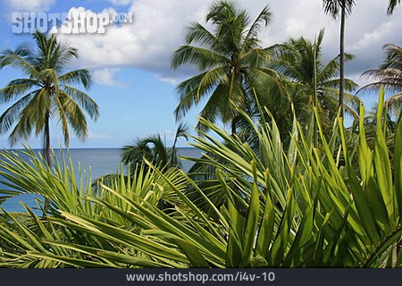 
                Tropisch, Palme, Karibik, Kokospalme                   