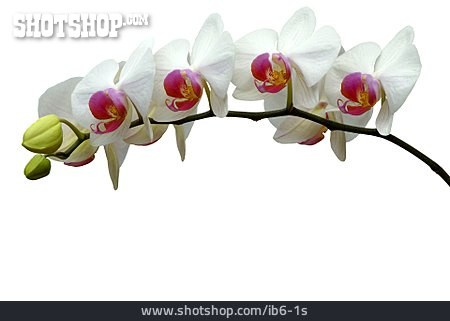 
                Orchidee, Phalaenopsis, Blütenzweig                   