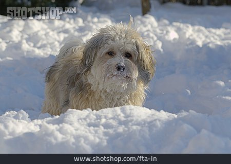 
                Schnee, Hund, Havaneser                   