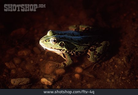 
                Frosch, Amphibie                   