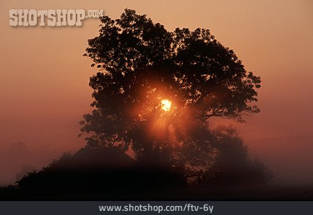
                Sonnenaufgang, Baum                   