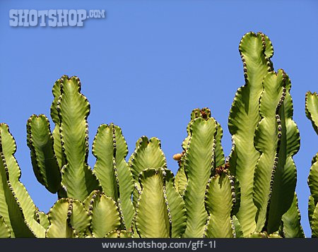 
                Kaktus, Felsenkaktus                   
