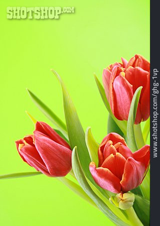 
                Tulpe, Blumenstrauß, Schnittblume                   