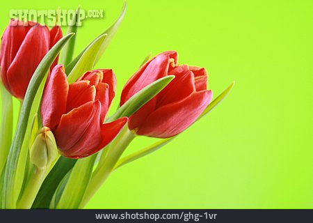 
                Tulpe, Blumenstrauß, Schnittblume                   