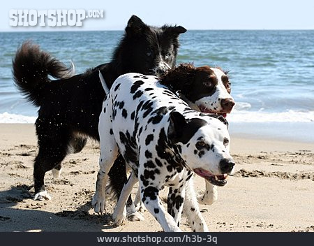 
                Strand, Verspielt, Hund                   