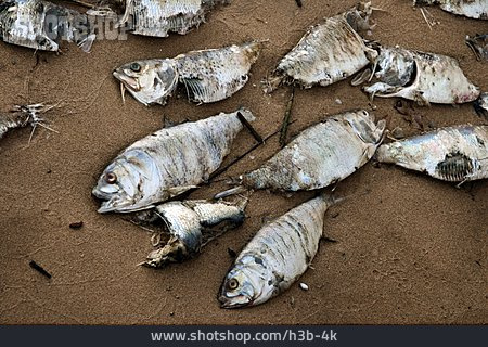 
                Fisch, Totes Tier, Stranden                   