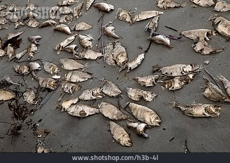 
                Fisch, Totes Tier, Stranden                   