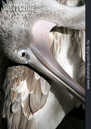 
                Vogel, Pelikan                   
