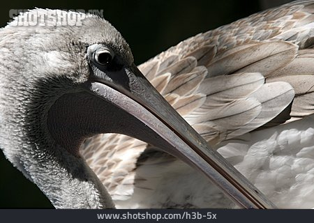 
                Vogel, Pelikan                   