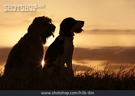 
                Sonnenuntergang, Hund                   