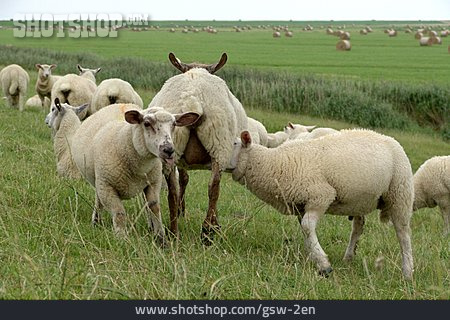 
                Nahrung & Nahrungsaufnahme, Schaf, Säugen                   