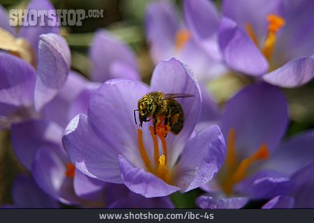 
                Biene, Pollen, Krokusblüte                   