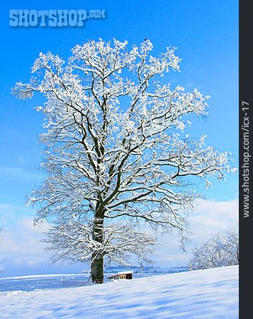 
                Baum, Winter, Schneebedeckt                   