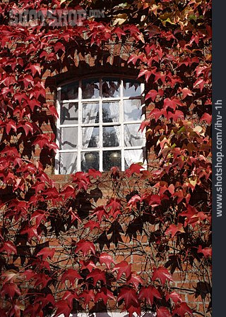 
                Herbstlaub, Sprossenfenster, Wilder Wein                   