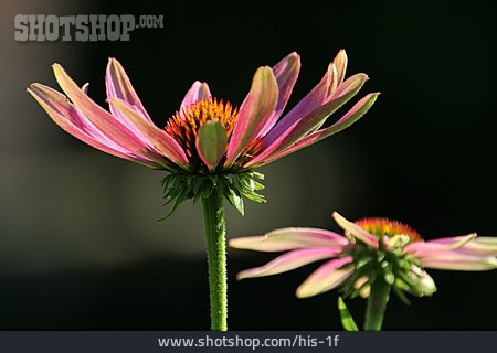 
                Blume, Sonnenhut, Purpur-sonnenhut                   