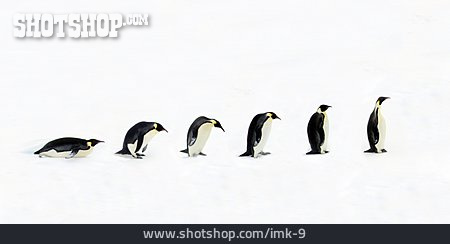 
                In Einer Reihe, Pinguin, Evolution, Kaiserpinguin                   