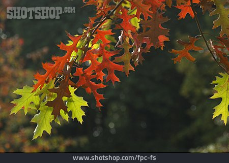 
                Herbst, Herbstlaub, Roteiche                   