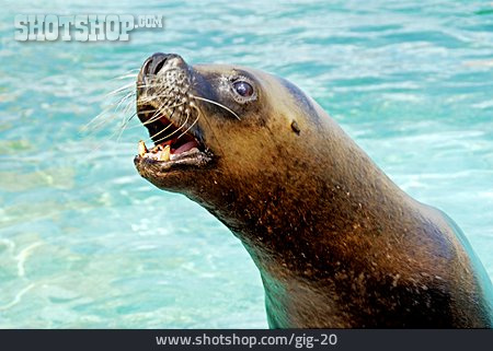 
                Snout, Sea Lion                   