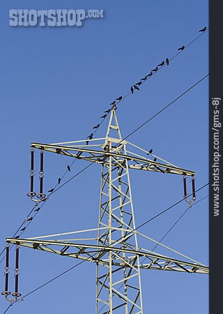 
                Vogel, Stromleitung                   
