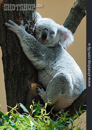 
                Koala                   