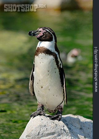 
                Pinguin                   
