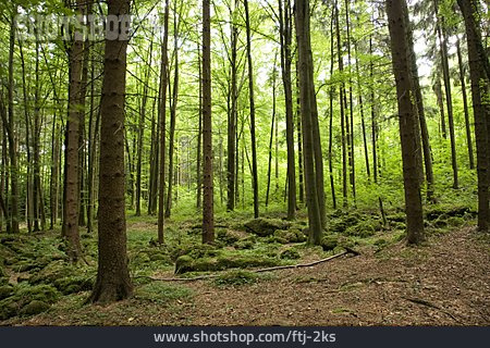 
                Wald, Fränkische Schweiz, Druidenhain                   