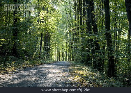 
                Waldweg, Buchenwald                   