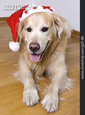 
                Hund, Golden Retriever, Weihnachtsmannmütze                   