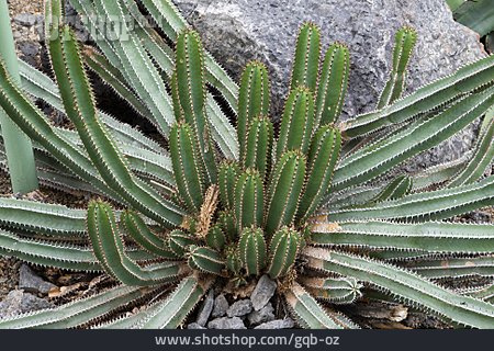 
                Kaktus, Orgelpfeifenkaktus                   