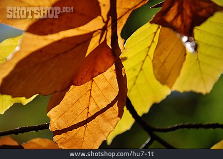 
                Herbst, Herbstlich, Buchenblatt, Blattfärbung                   
