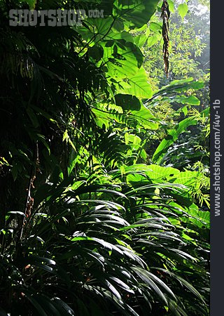 
                Urwald, Regenwald, Tobago                   