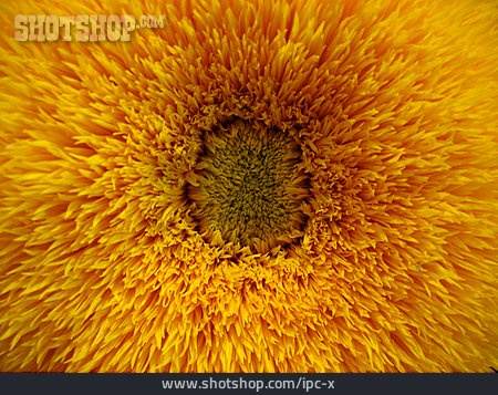 
                Hintergrund, Sonnenblume, Blüte                   