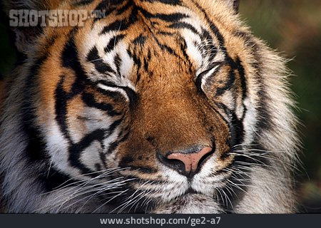 
                Tiger, Tigerkopf                   