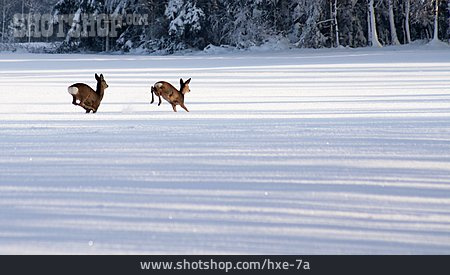 
                Snow, Escape, Deer, Shy                   