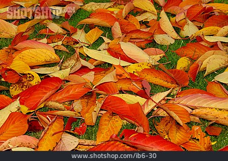 
                Herbst, Laub, Herbstlaub                   