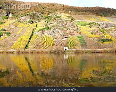 
                Winemaking, Vineyard, Moselle River                   