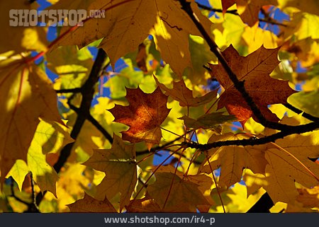 
                Autumn Leaves, Maple Tree                   