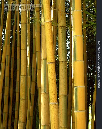 
                Bambus, Bambusrohr                   