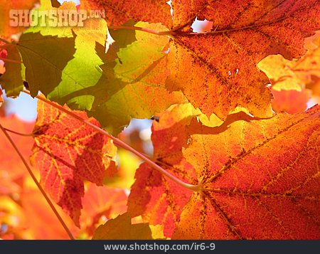 
                Herbst, Ahornblatt, Herbstblatt                   