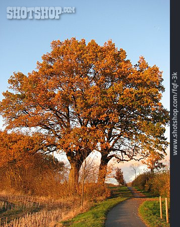 
                Baum, Herbst                   