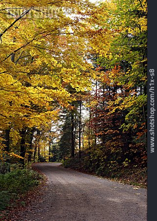 
                Herbst, Straße, Mischwald                   